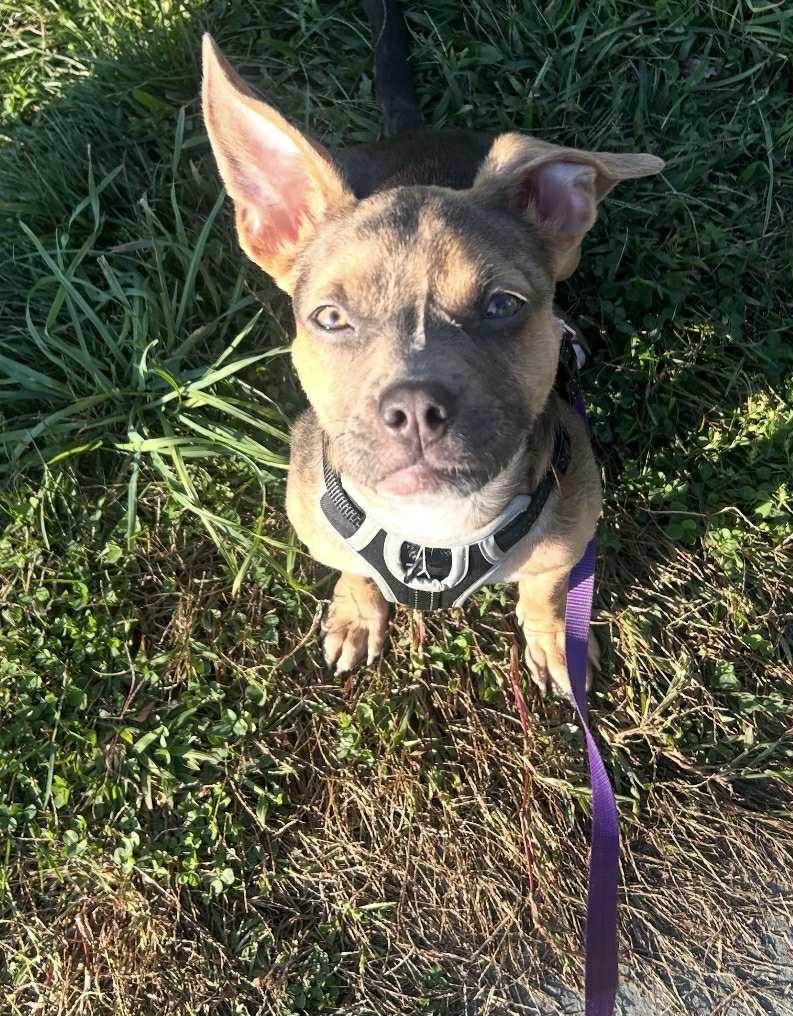 Peanut, Adoptable, Adult Female Pit Bull Terrier.