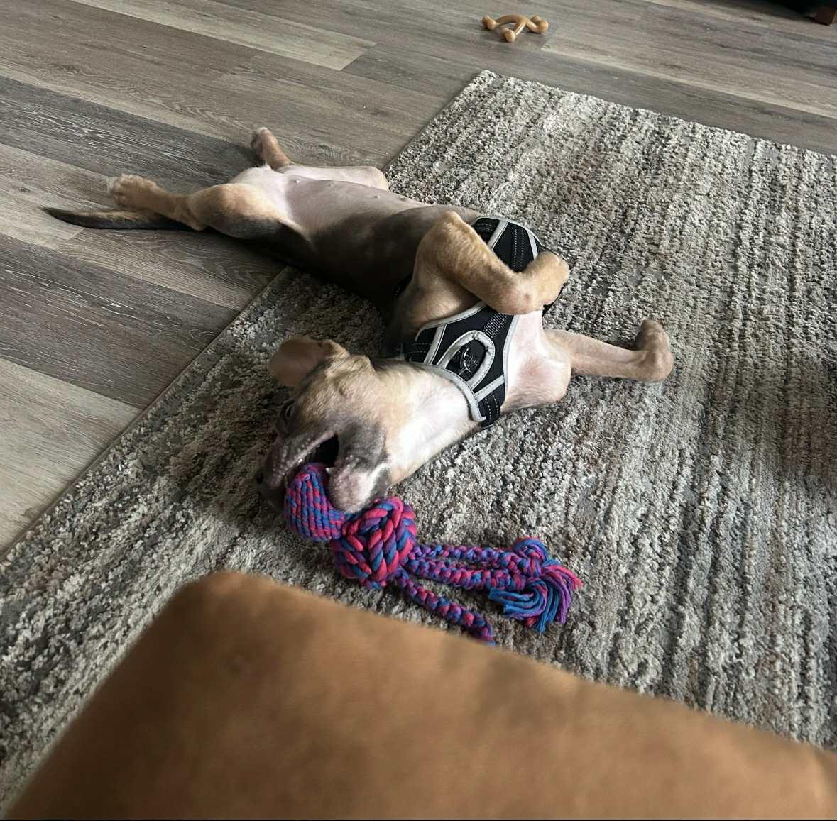 Peanut, a Adoptable Pit Bull Terrier in Succasunna, NJ image 2/4