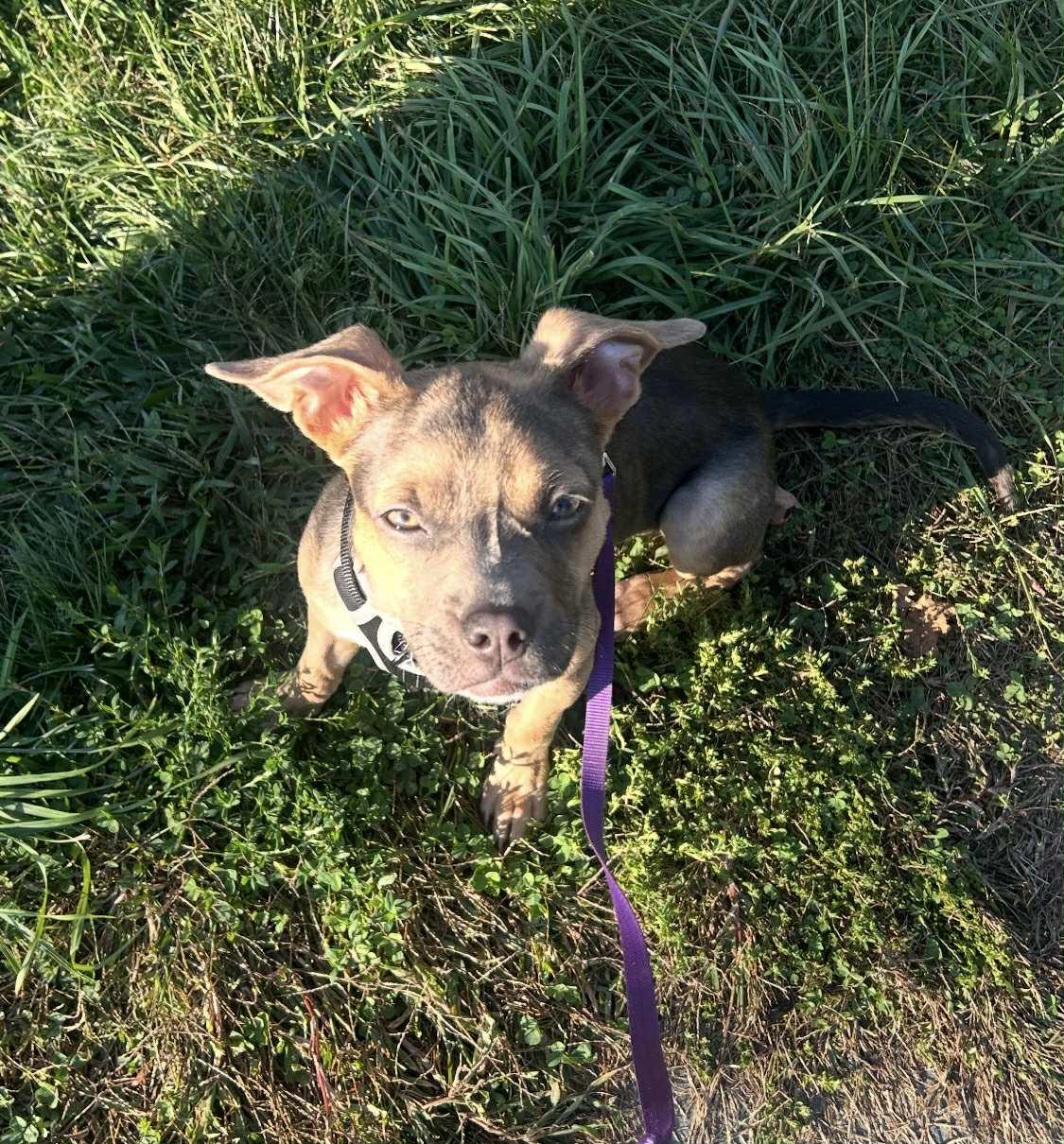 Peanut, a Adoptable Pit Bull Terrier in Succasunna, NJ image 3/4