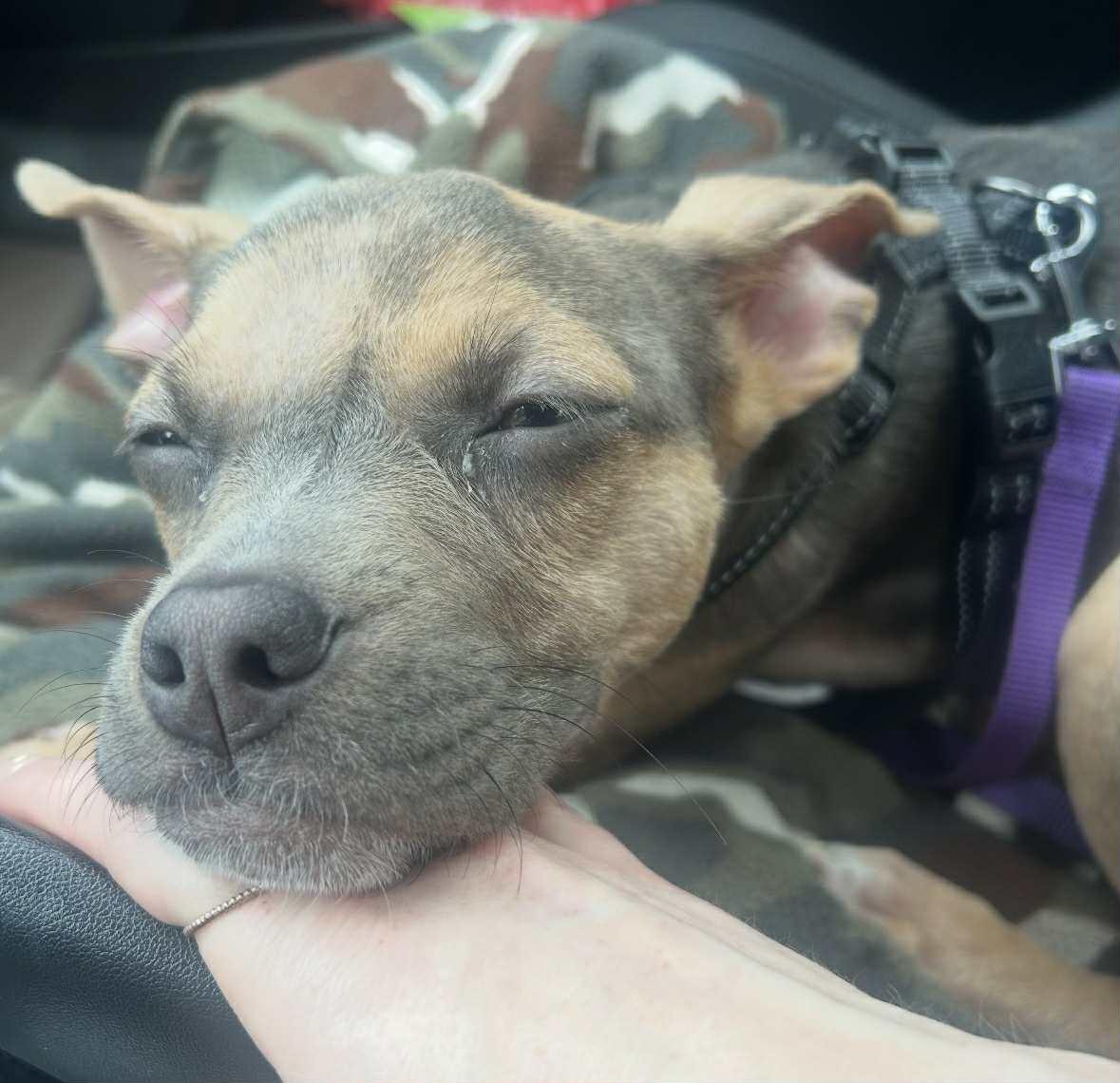 Peanut, a Adoptable Pit Bull Terrier in Succasunna, NJ image 4/4