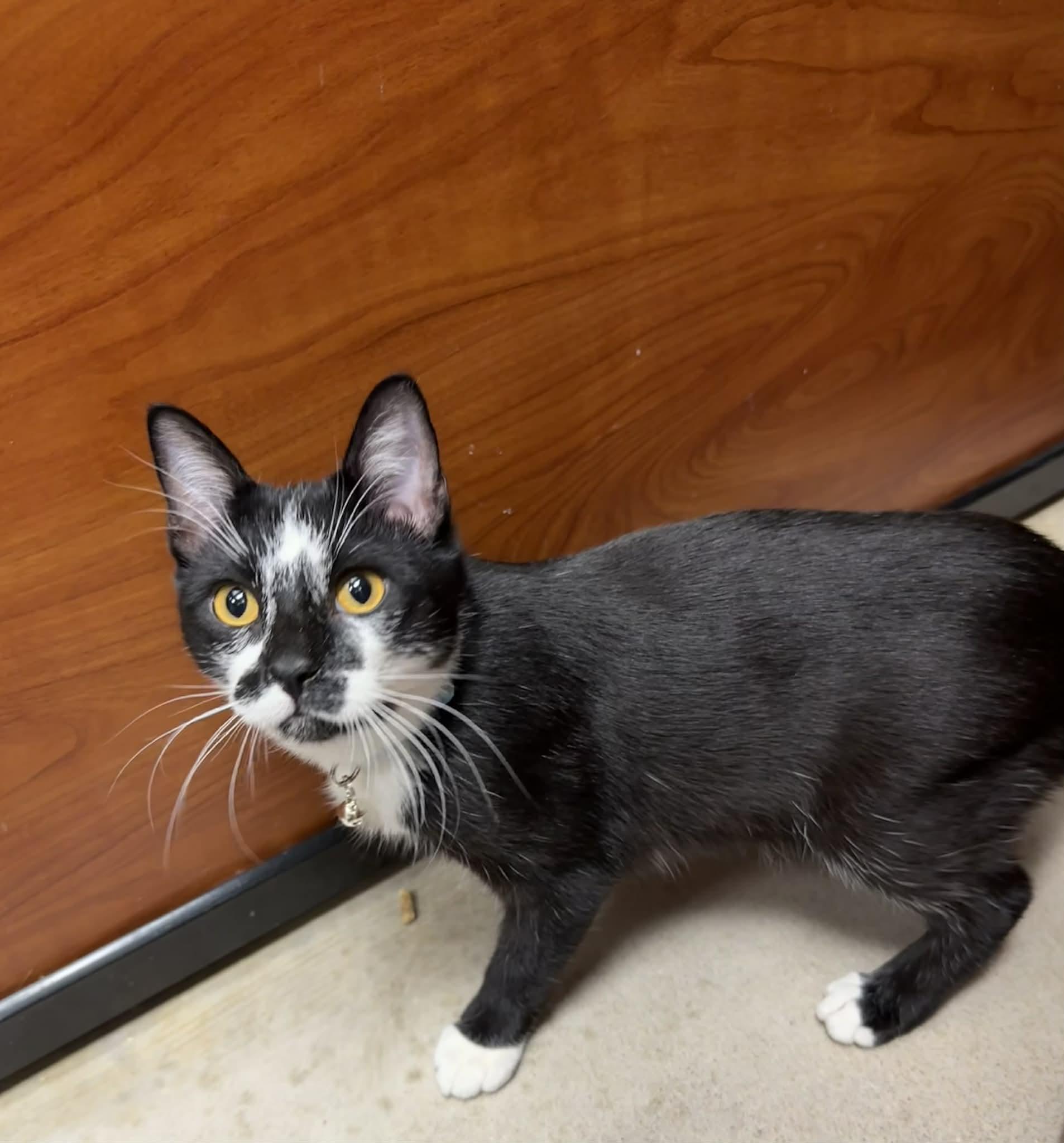 Enlarge Miller, a Adoptable Domestic Short Hair in Edmond, OK image 1/5