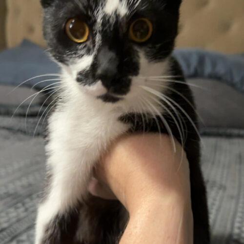 Enlarge Miller, a Adoptable Domestic Short Hair in Edmond, OK image 2/5