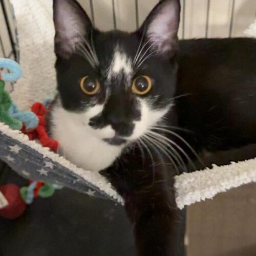 Enlarge Miller, a Adoptable Domestic Short Hair in Edmond, OK image 3/5