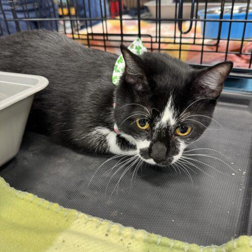 Enlarge Miller, a Adoptable Domestic Short Hair in Edmond, OK image 4/5