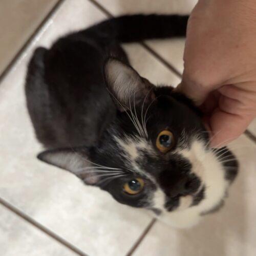 Enlarge Miller, a Adoptable Domestic Short Hair in Edmond, OK image 5/5