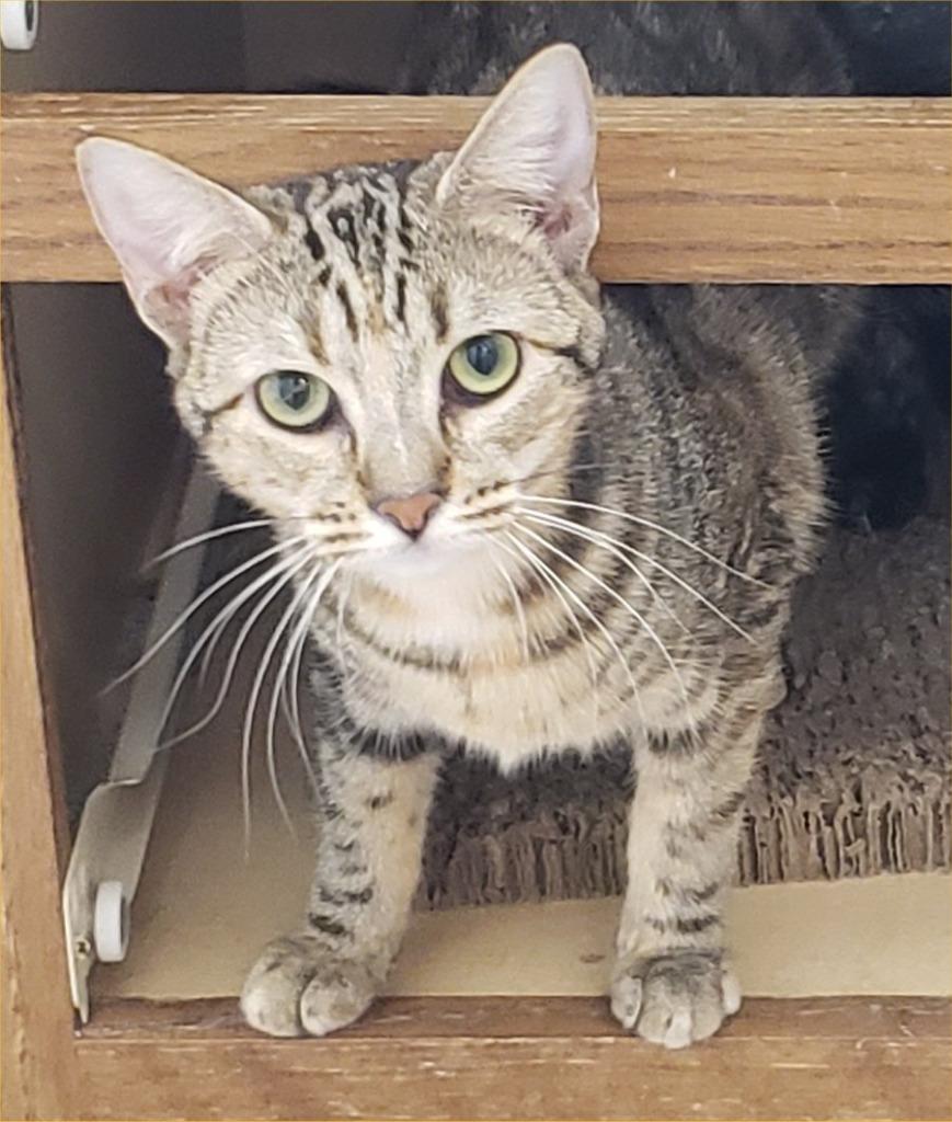 Luminary, Adoptable, Young Female Tabby.