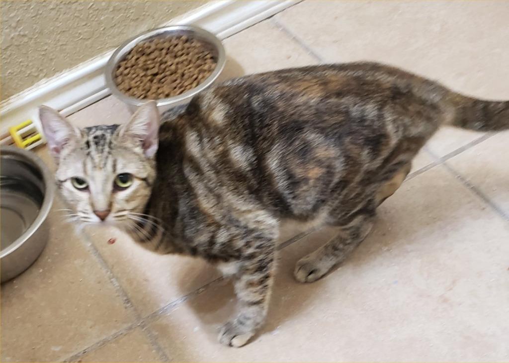 Luminary, Adoptable, Young Female Tabby.
