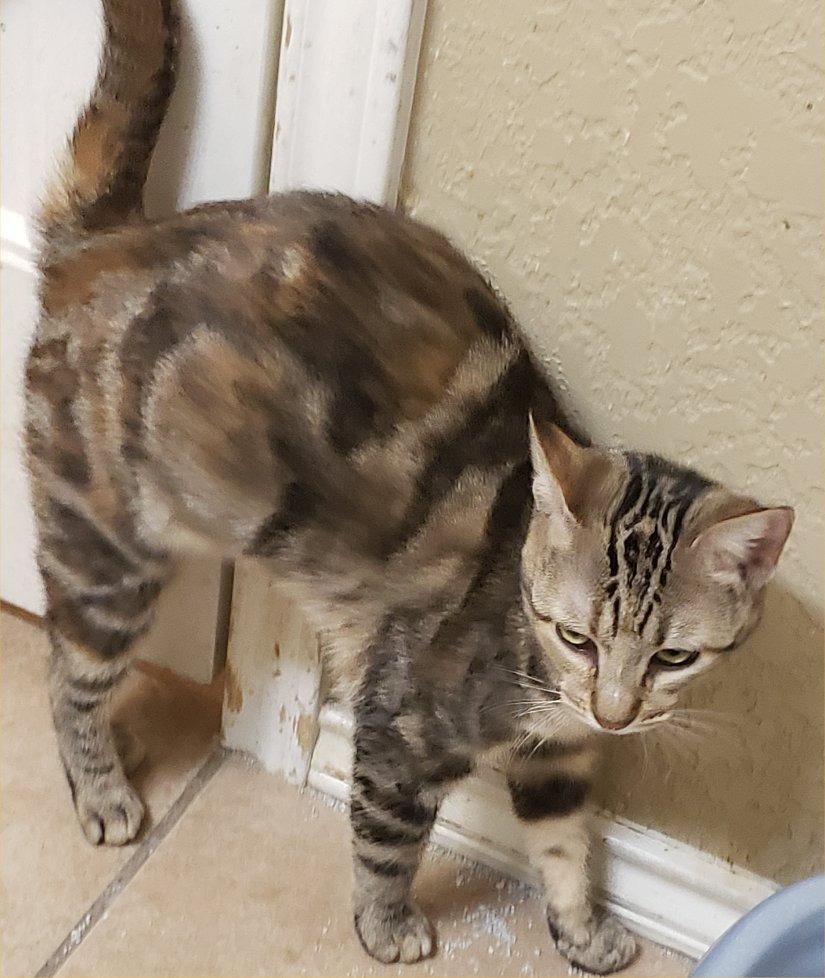 Luminary, a Adoptable Tabby in San Antonio, TX image 3/3