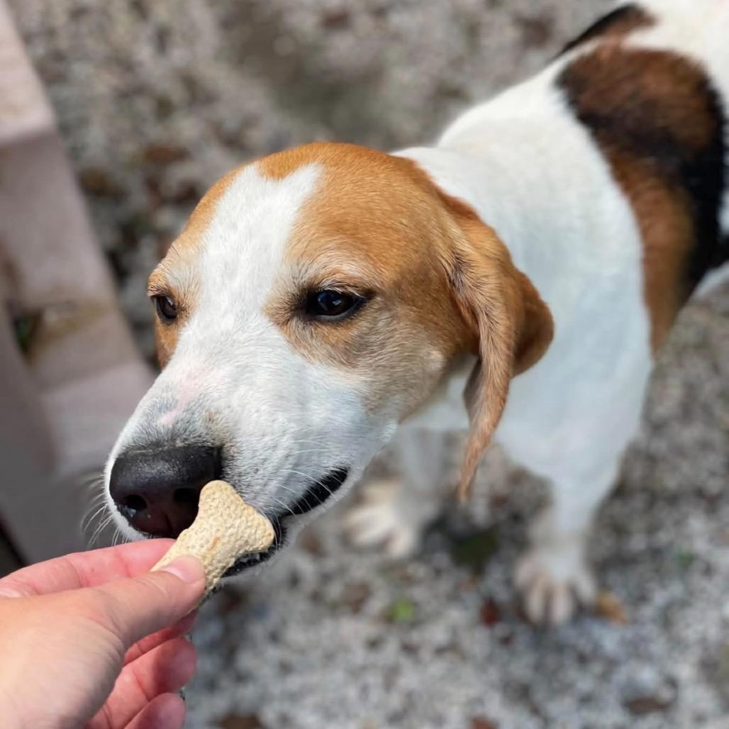 Enlarge Boone (CB4), a Adoptable Hound in Windsor, VA image 1/6