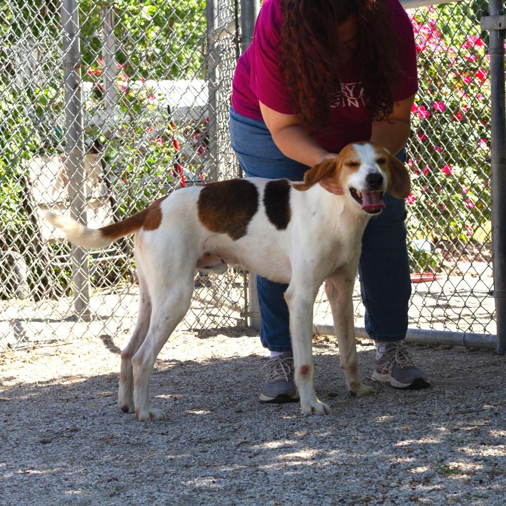 Boone (CB4), Adoptable, Adult Male Hound.