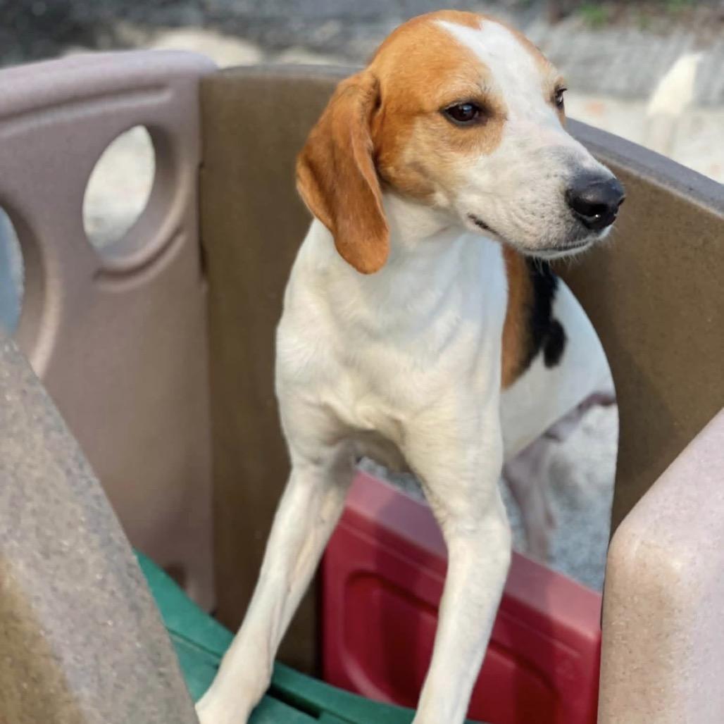 Enlarge Boone (CB4), a Adoptable Hound in Windsor, VA image 3/6