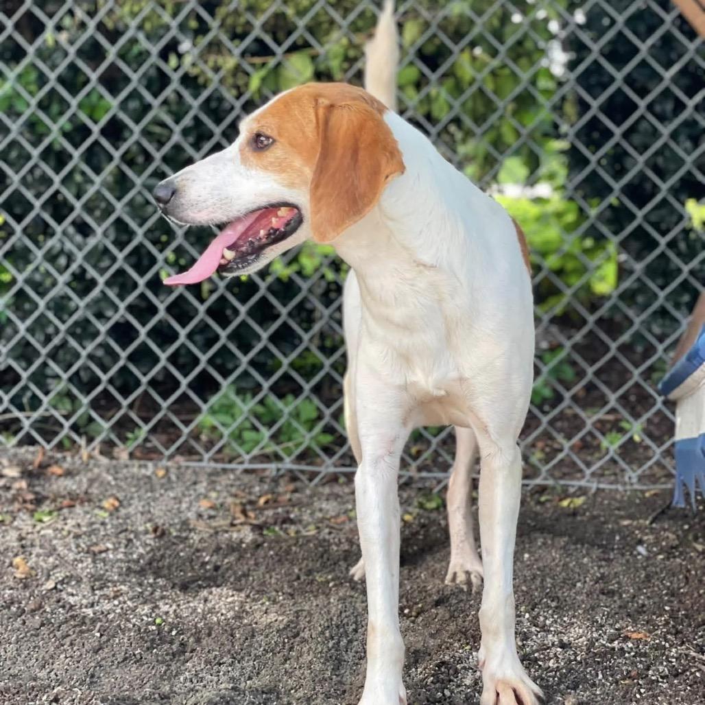 Enlarge Boone (CB4), a Adoptable Hound in Windsor, VA image 4/6