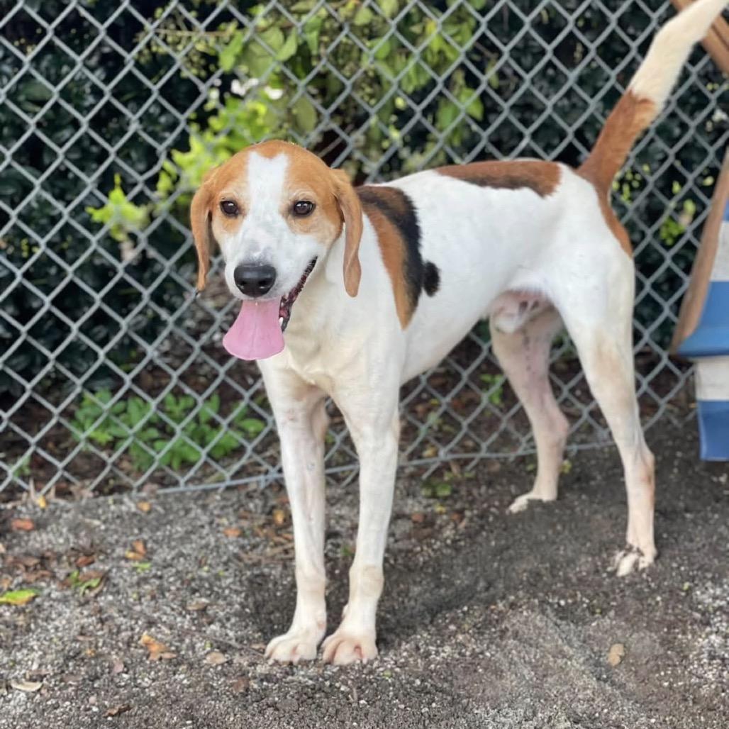Enlarge Boone (CB4), a Adoptable Hound in Windsor, VA image 5/6