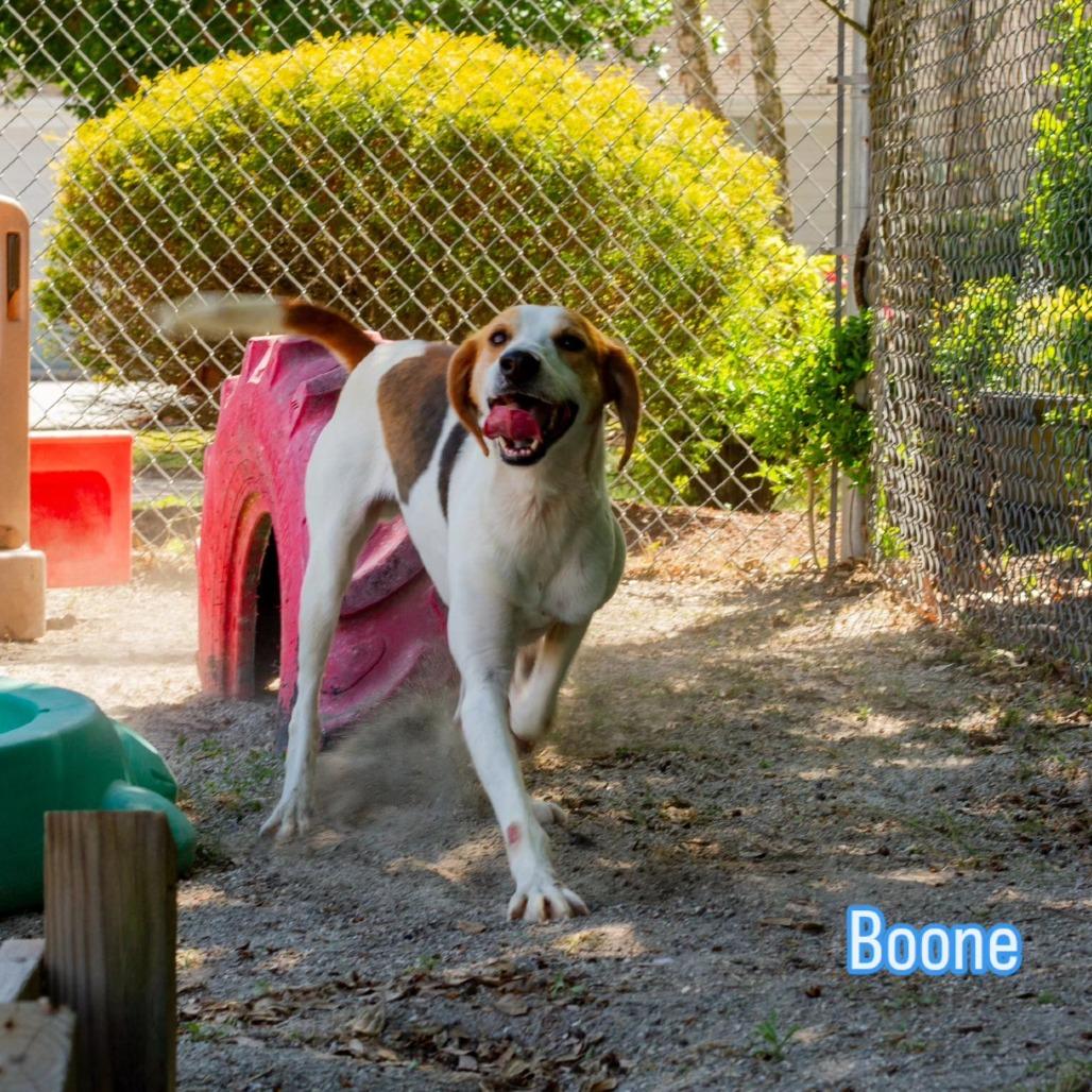 Boone (CB4), a Adoptable Hound in Windsor, VA image 2/2