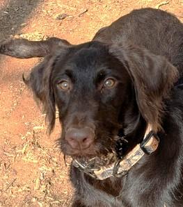 Enlarge Jeri, a ADOPTABLE mixed breed in Milner, GA image 4/5