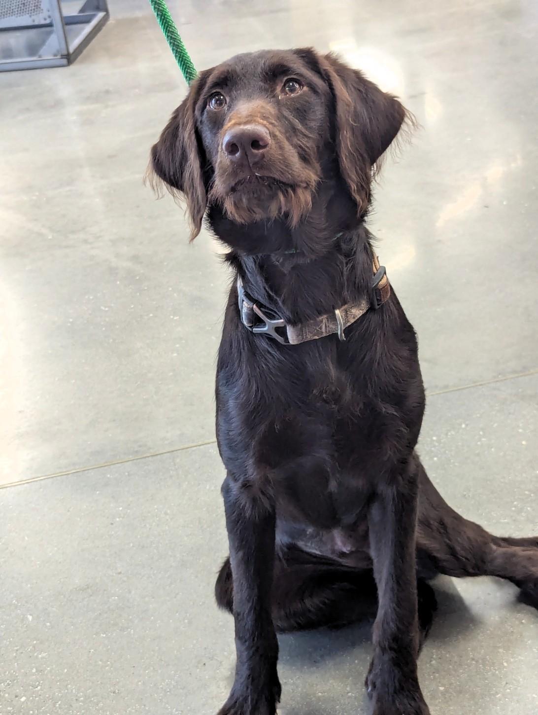 Enlarge Jeri, a ADOPTABLE mixed breed in Milner, GA image 2/5