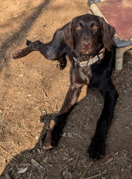 Enlarge Jeri, a ADOPTABLE mixed breed in Milner, GA image 3/5