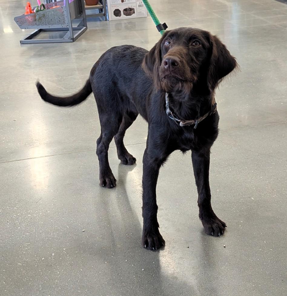 Enlarge Jeri, a ADOPTABLE mixed breed in Milner, GA image 5/5