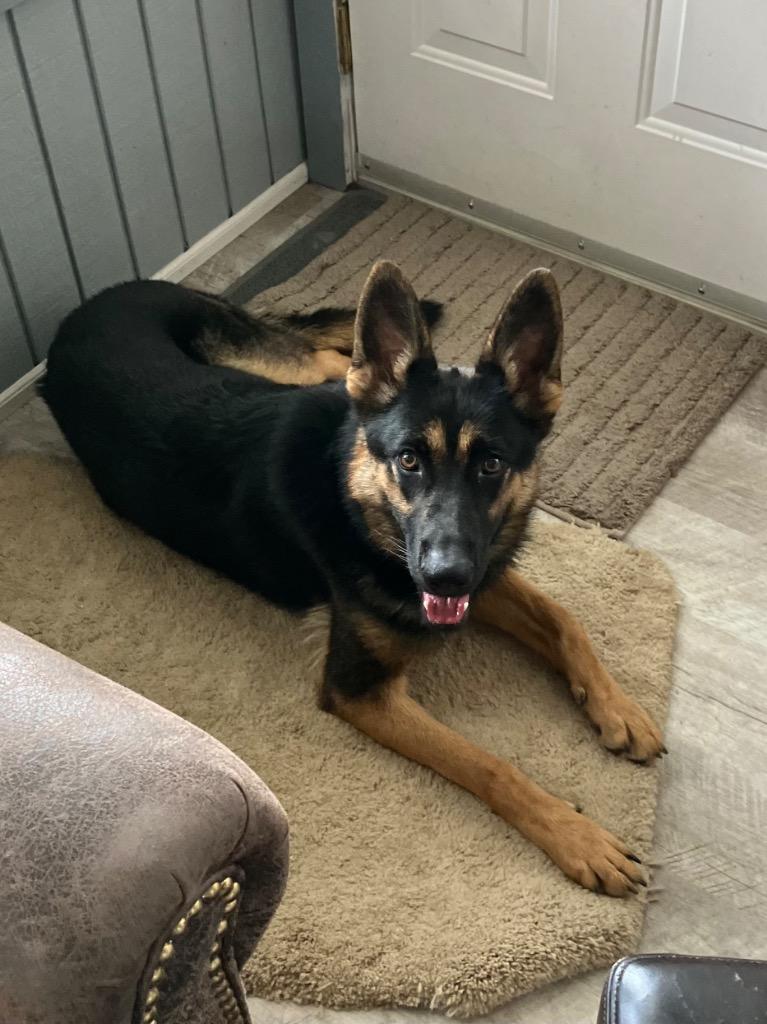 Annie-Aurora, Adopted, Puppy Female German Shepherd Dog.
