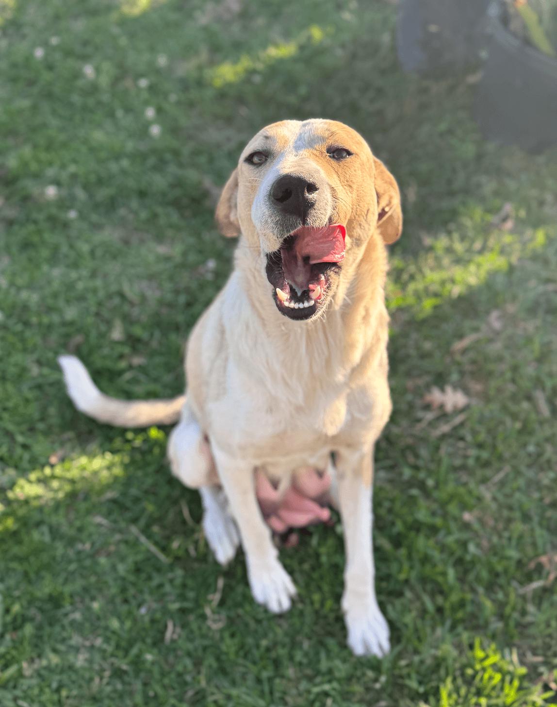 Lindy (Calm, Loving, Nurturing, Gentle, Companion)