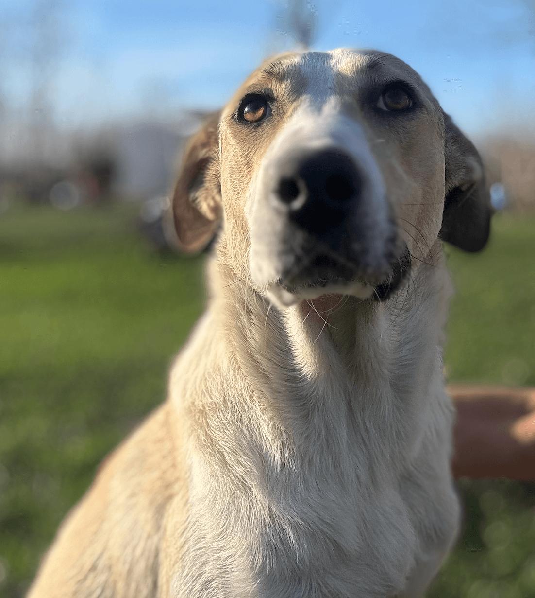 Lindy (Calm, Loving, Nurturing, Gentle, Companion) — thumbnail 2