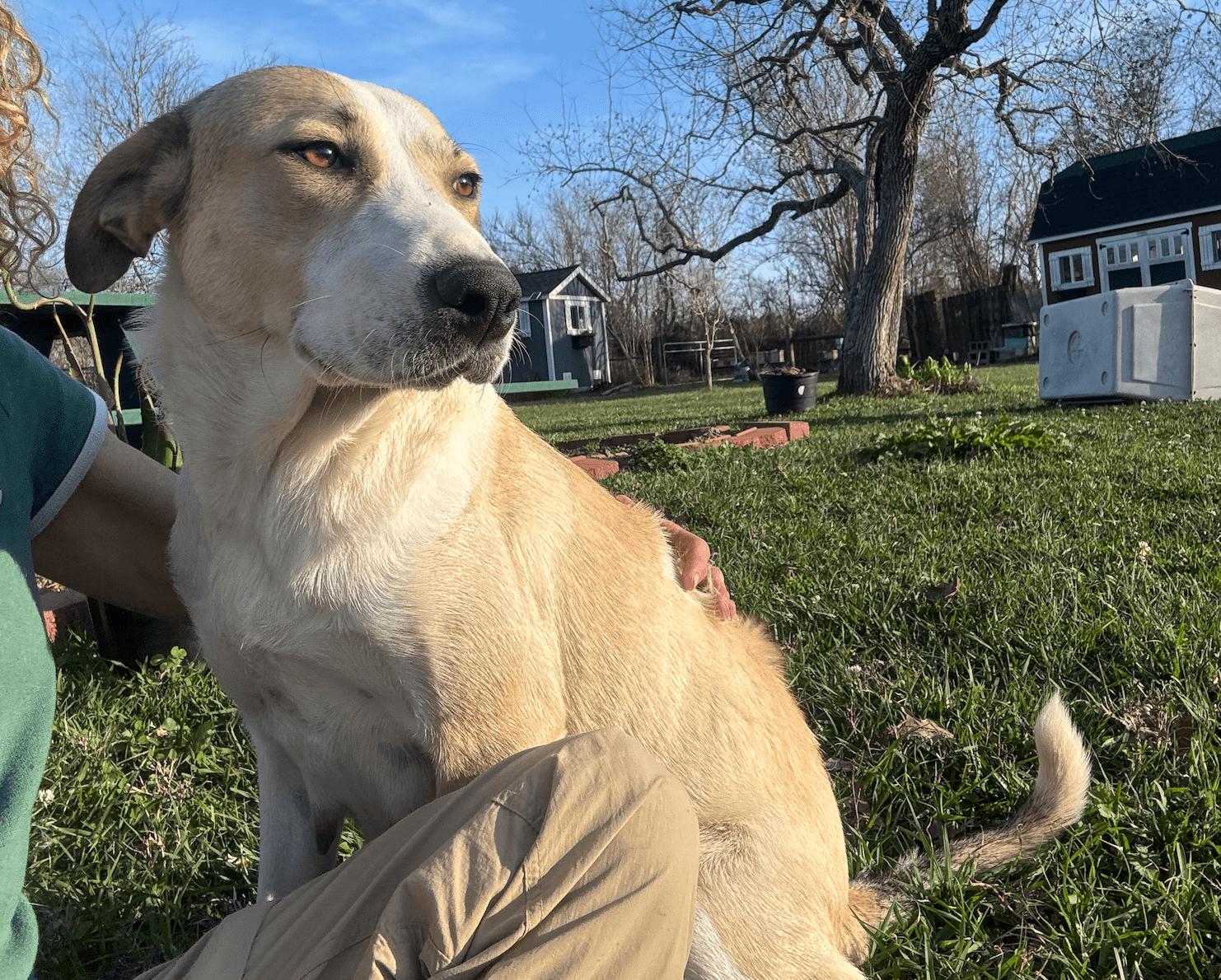 Lindy (Calm, Loving, Nurturing, Gentle, Companion) — thumbnail 3