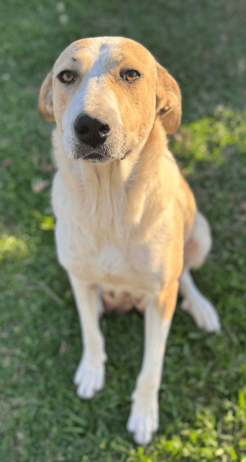 Lindy (Calm, Loving, Nurturing, Gentle, Companion) — thumbnail 4