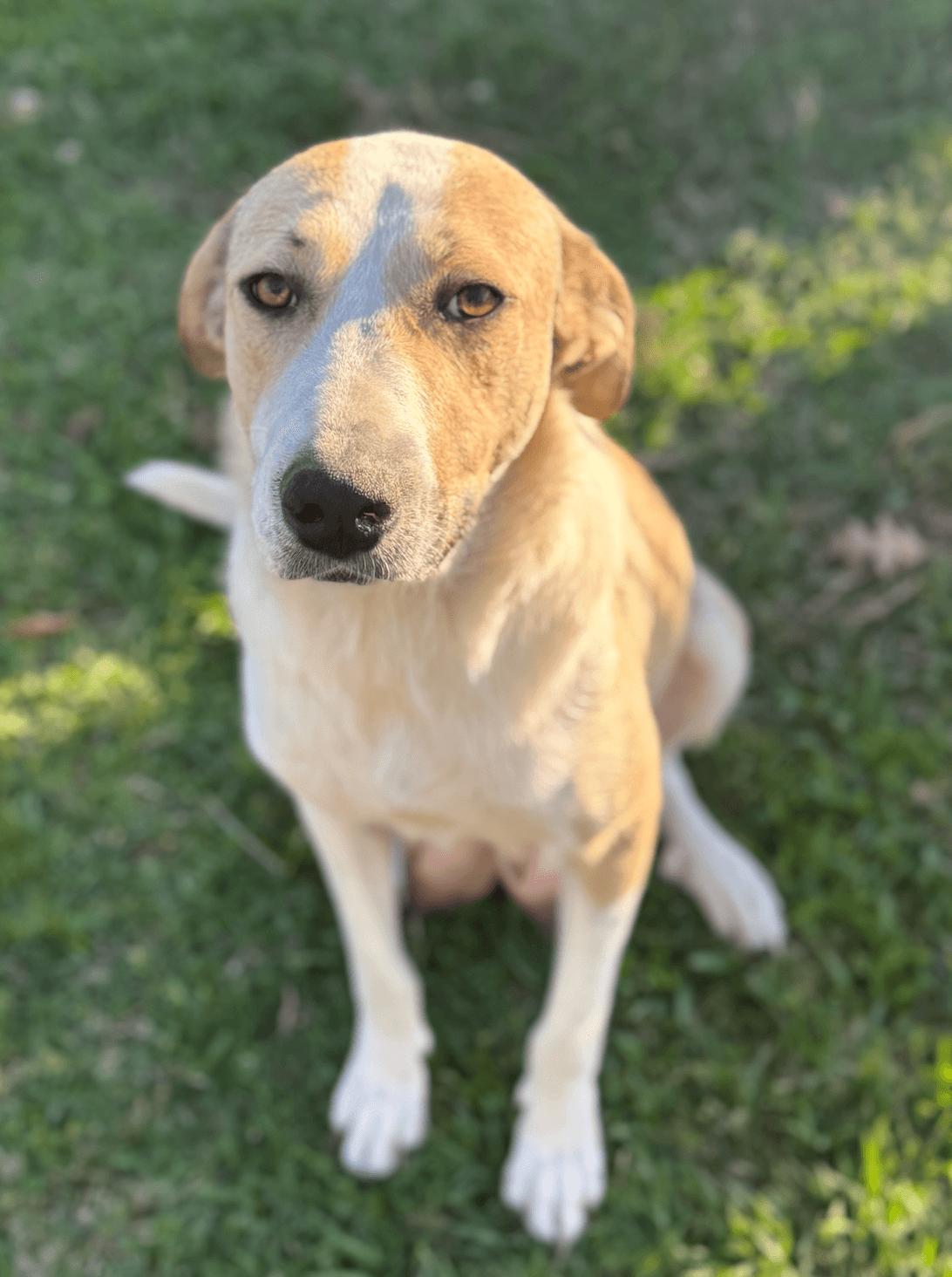 Lindy (Calm, Loving, Nurturing, Gentle, Companion) — thumbnail 5