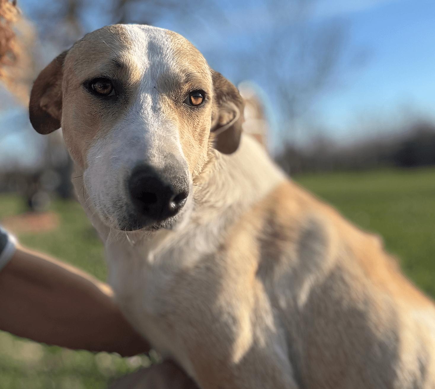 Lindy (Calm, Loving, Nurturing, Gentle, Companion) — thumbnail 6