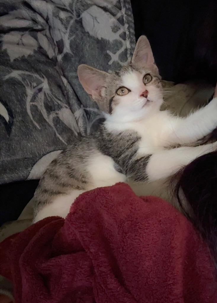 Tristen 1, Adoptable, Kitten Female American Shorthair.