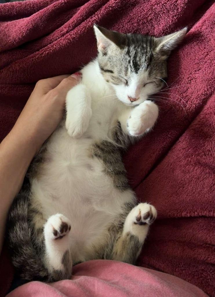 Enlarge Tristen 1, a Adoptable American Shorthair in Hagaman, NY image 2/4