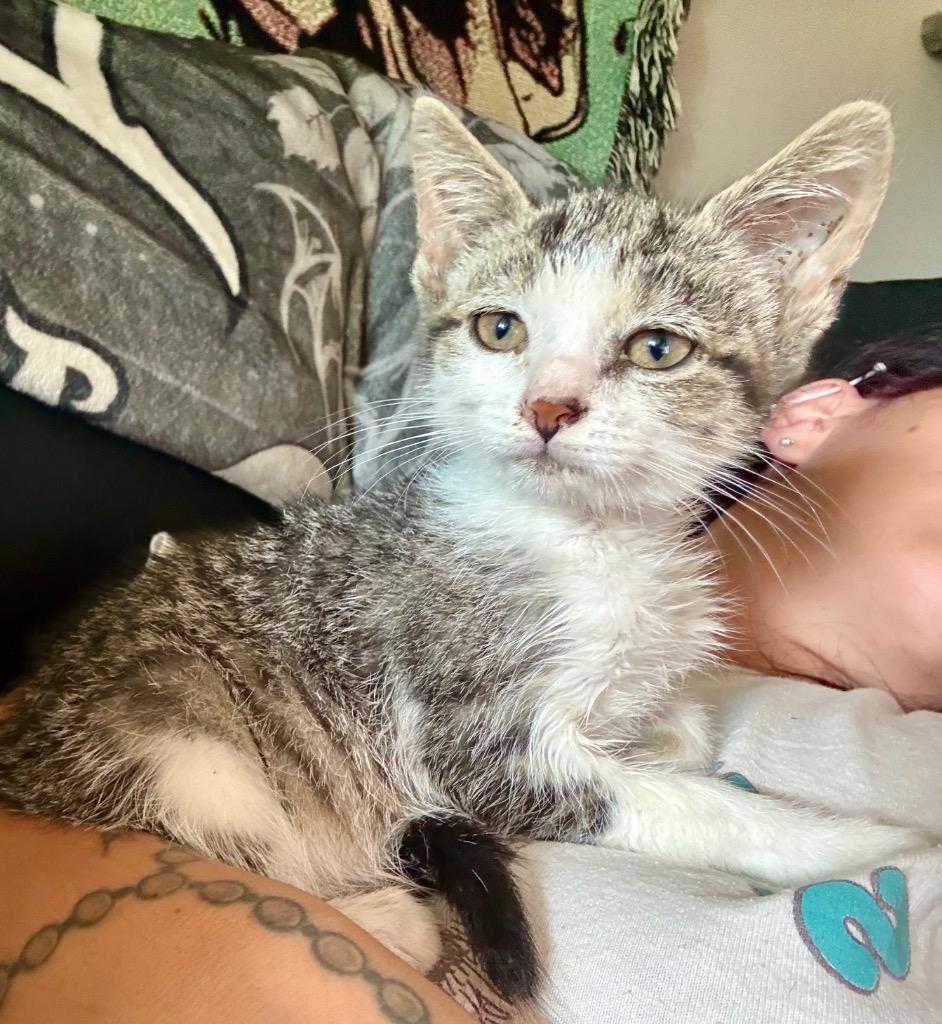 Enlarge Tristen 1, a Adoptable American Shorthair in Hagaman, NY image 3/4