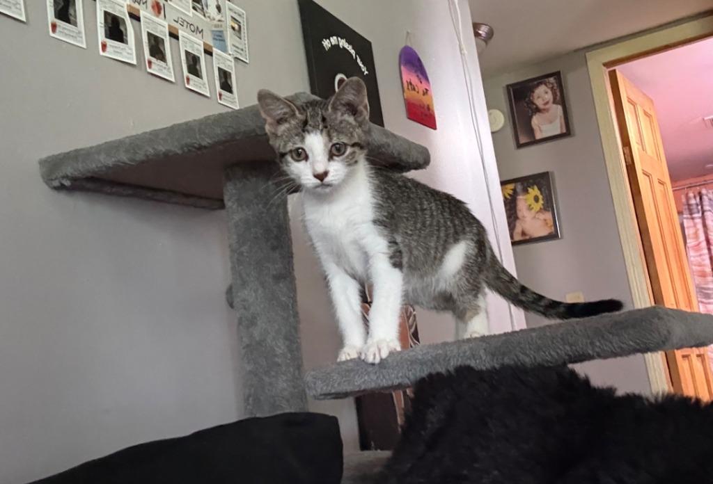 Enlarge Tristen 1, a Adoptable American Shorthair in Hagaman, NY image 4/4