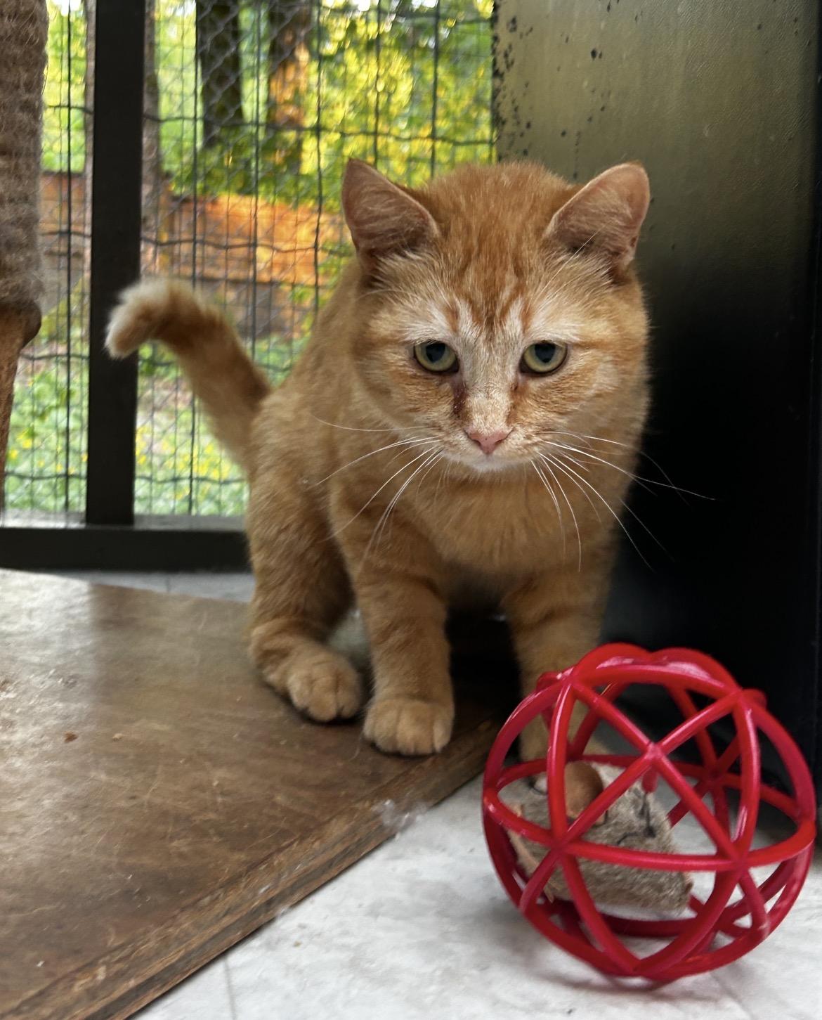 Punkin, adoptable, Young Female Tabby.