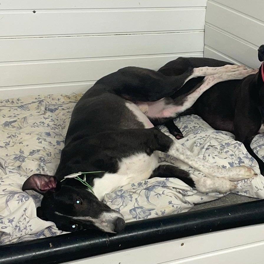 Kilara Montjue (Monty), ADOPTABLE, Adult Male Greyhound.