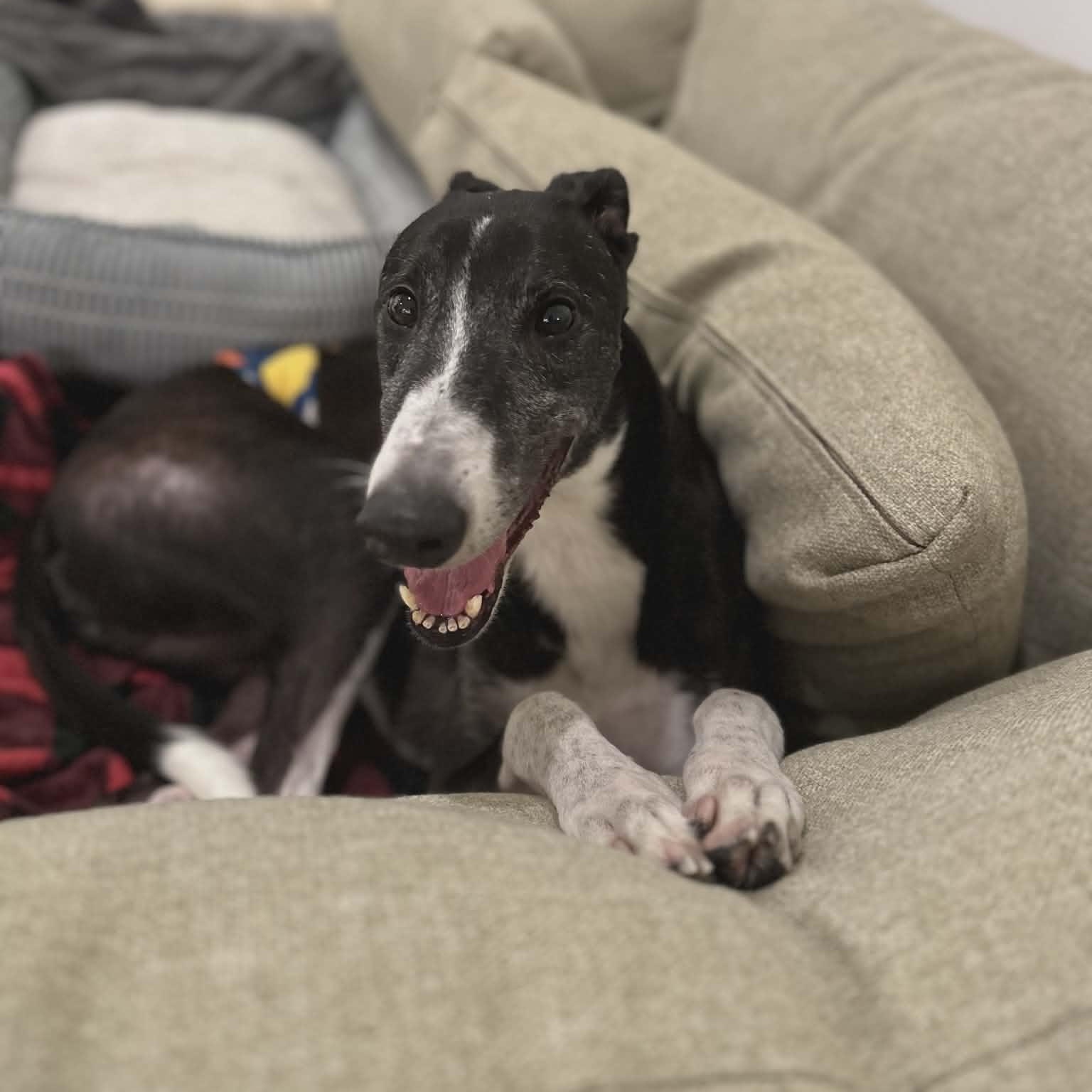 Enlarge Kilara Montjue (Monty), a ADOPTABLE Greyhound in North Port, FL image 2/4