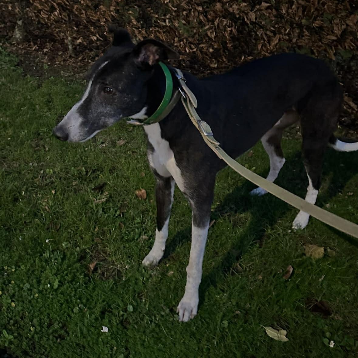 Enlarge Kilara Montjue (Monty), a ADOPTABLE Greyhound in North Port, FL image 4/4