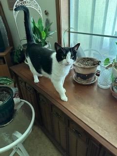 Jolene, Adoptable, Adult Female Domestic Short Hair.