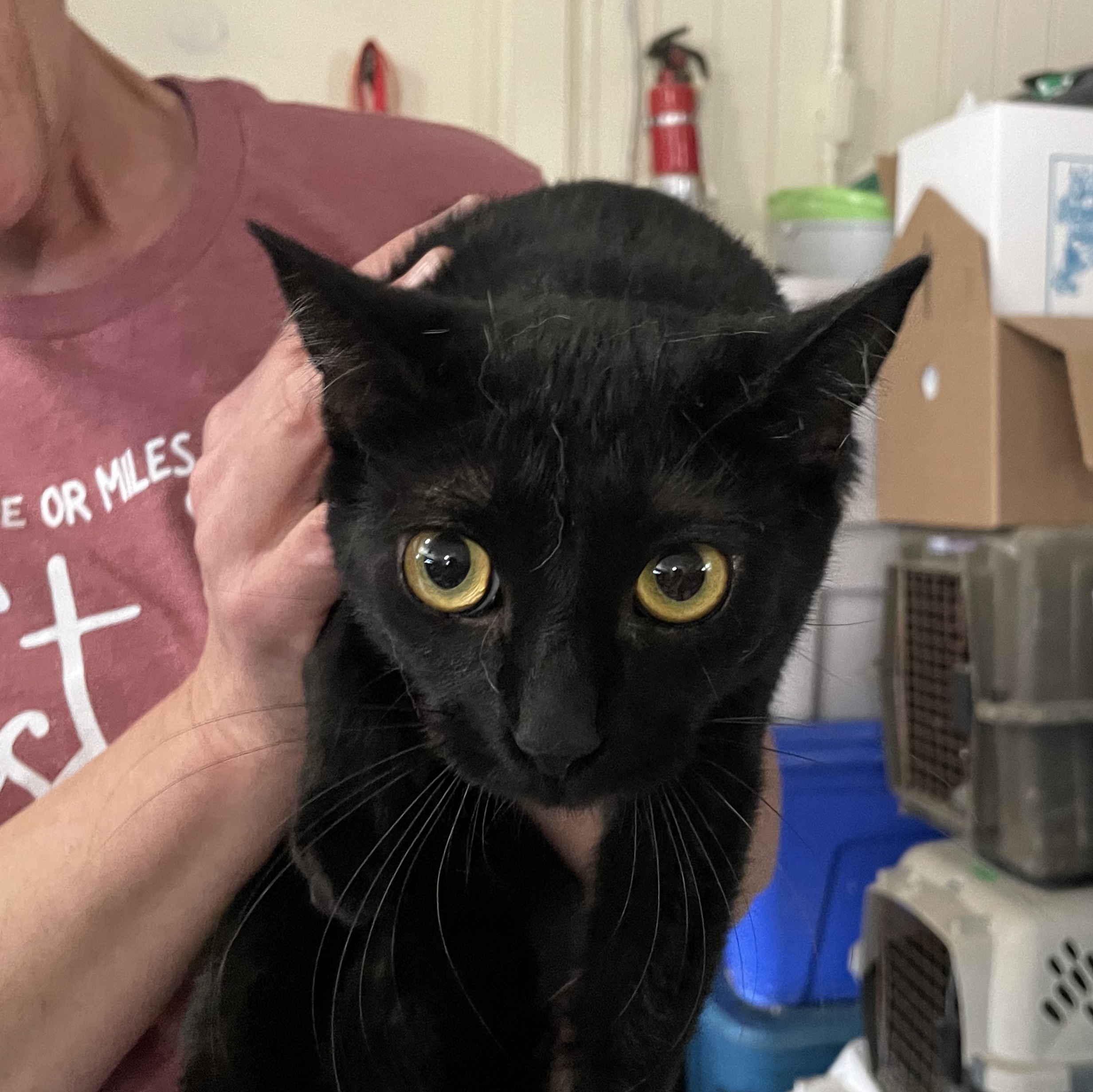Blackout (Lil Black), an adoptable Bombay, American Shorthair in New Orleans, LA, 70175 | Photo Image 1