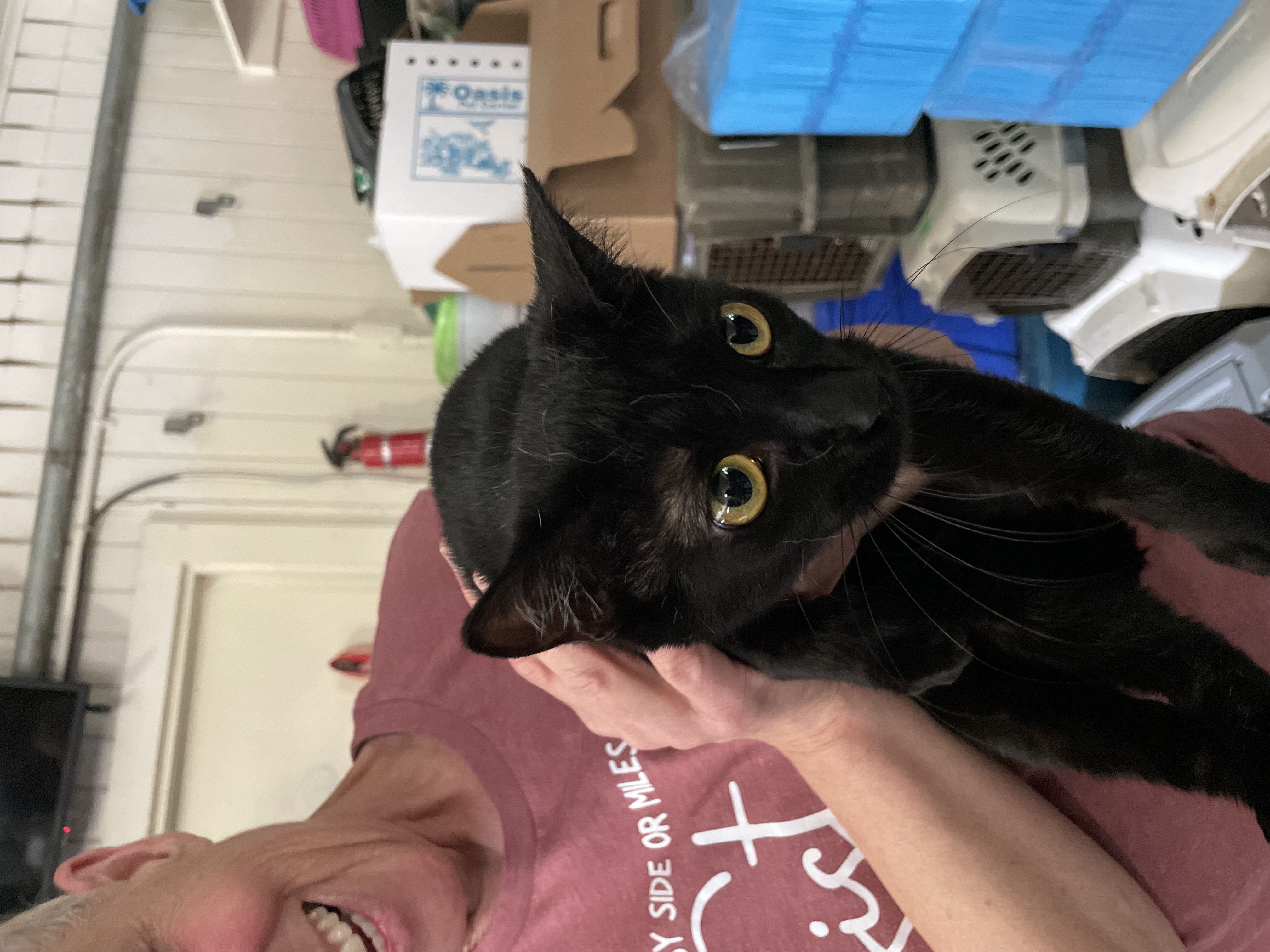 Blackout (Lil Black), an adoptable Bombay, American Shorthair in New Orleans, LA, 70175 | Photo Image 4