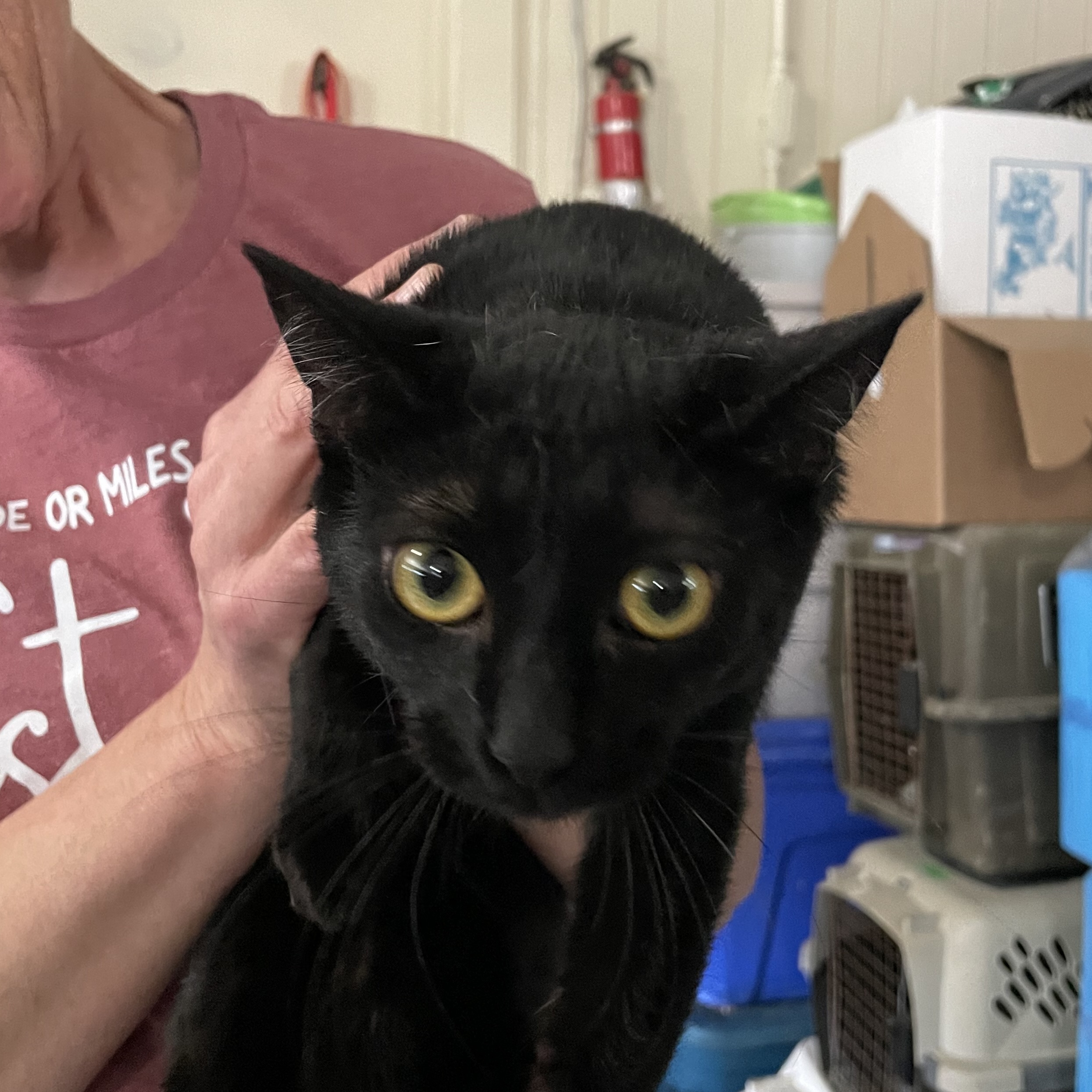 Blackout (Lil Black), an adoptable Bombay, American Shorthair in New Orleans, LA, 70175 | Photo Image 3