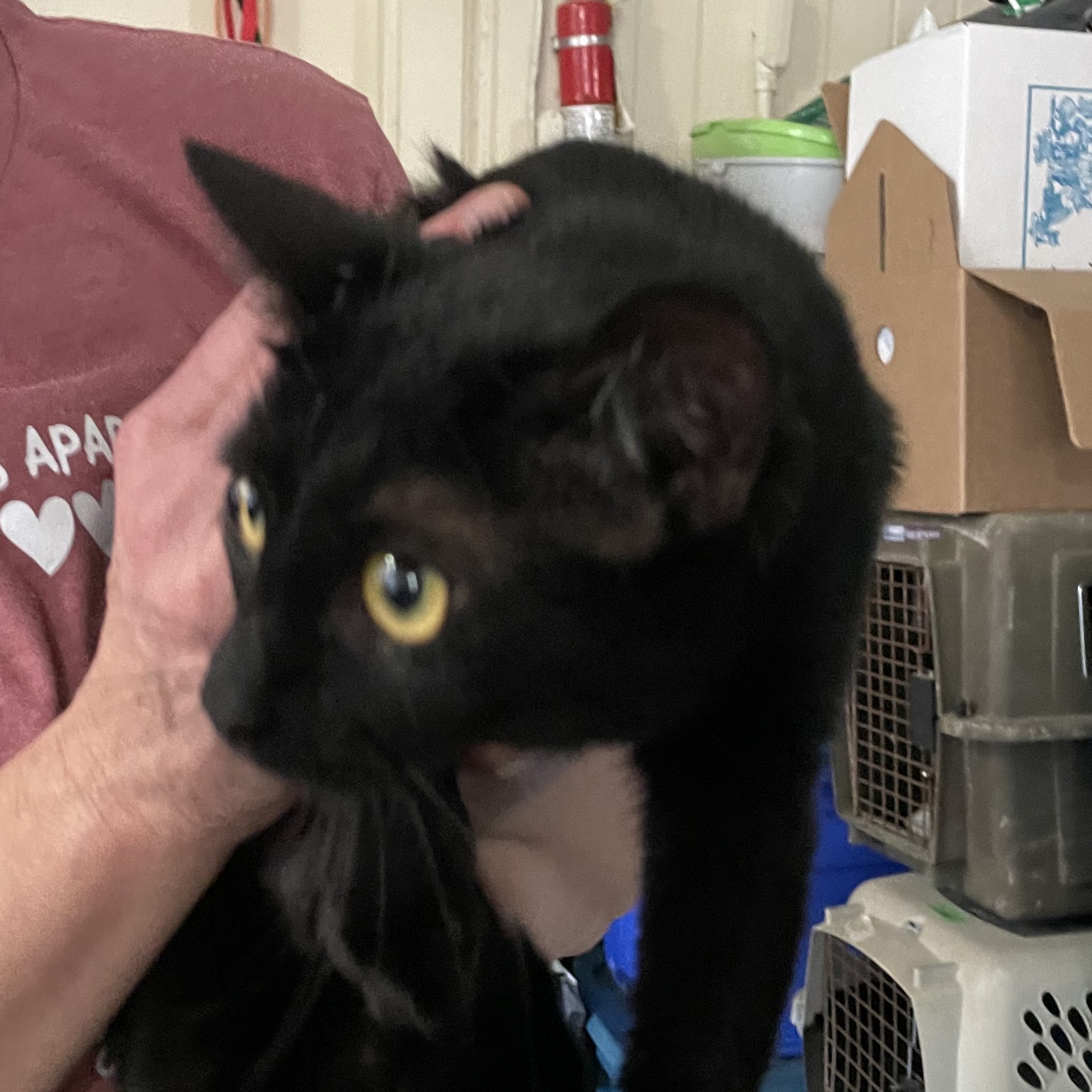 Blackout (Lil Black), an adoptable Bombay, American Shorthair in New Orleans, LA, 70175 | Photo Image 2