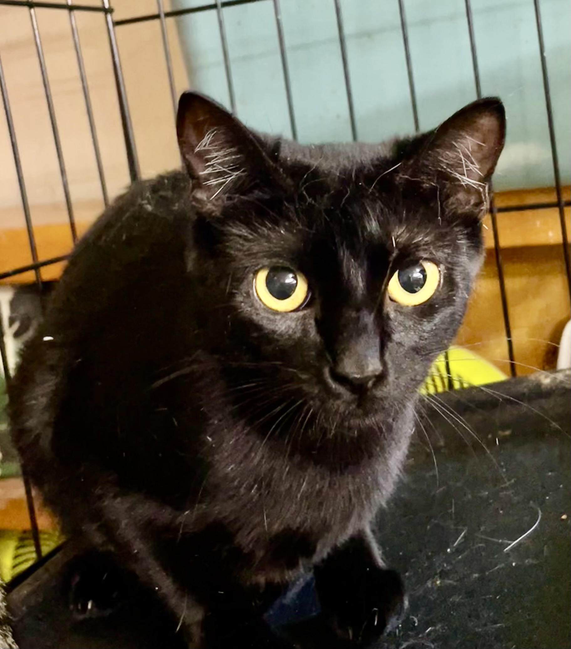 Blackout (Lil Black), an adoptable Bombay, American Shorthair in New Orleans, LA, 70175 | Photo Image 5