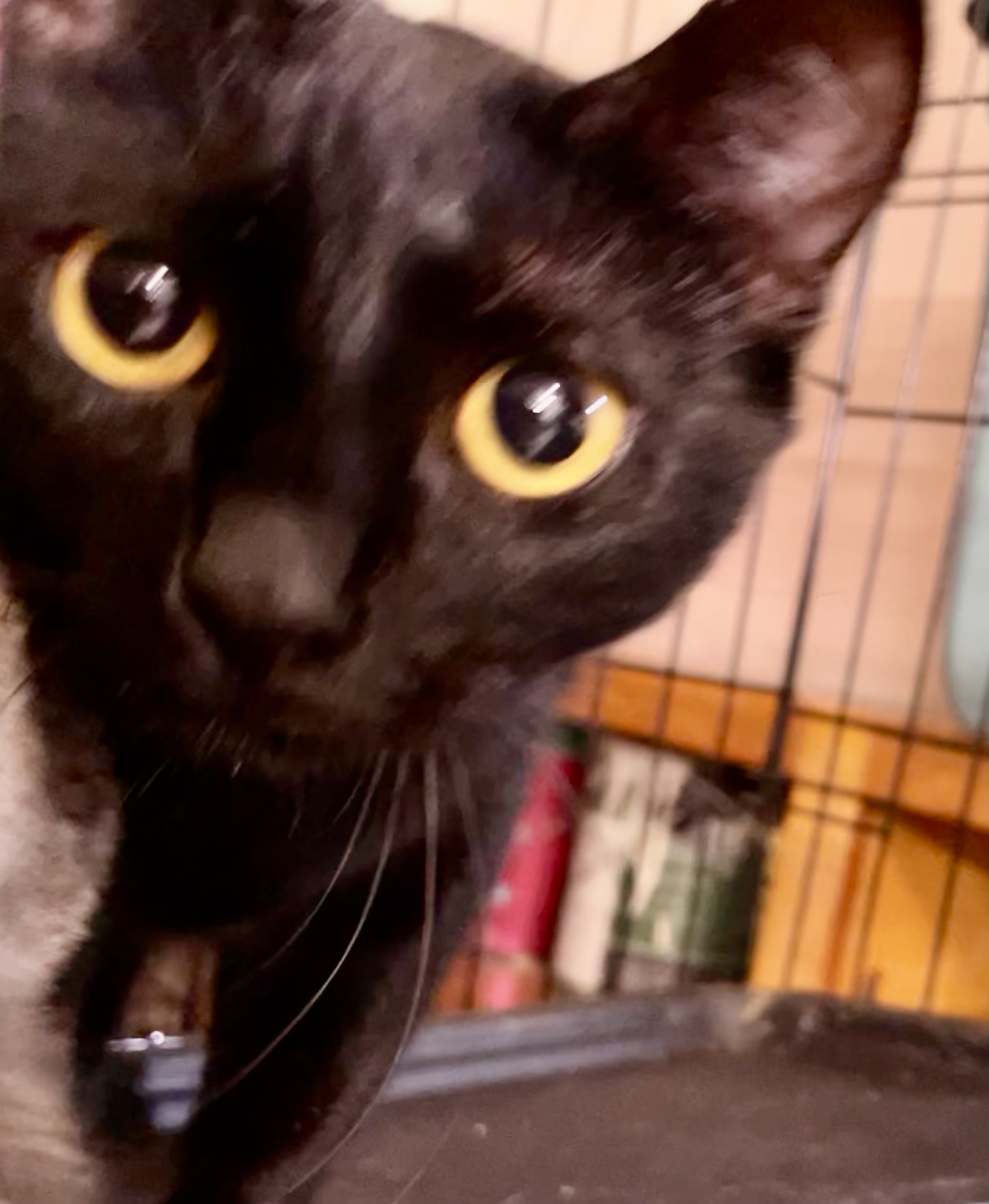 Blackout (Lil Black), an adoptable Bombay, American Shorthair in New Orleans, LA, 70175 | Photo Image 6