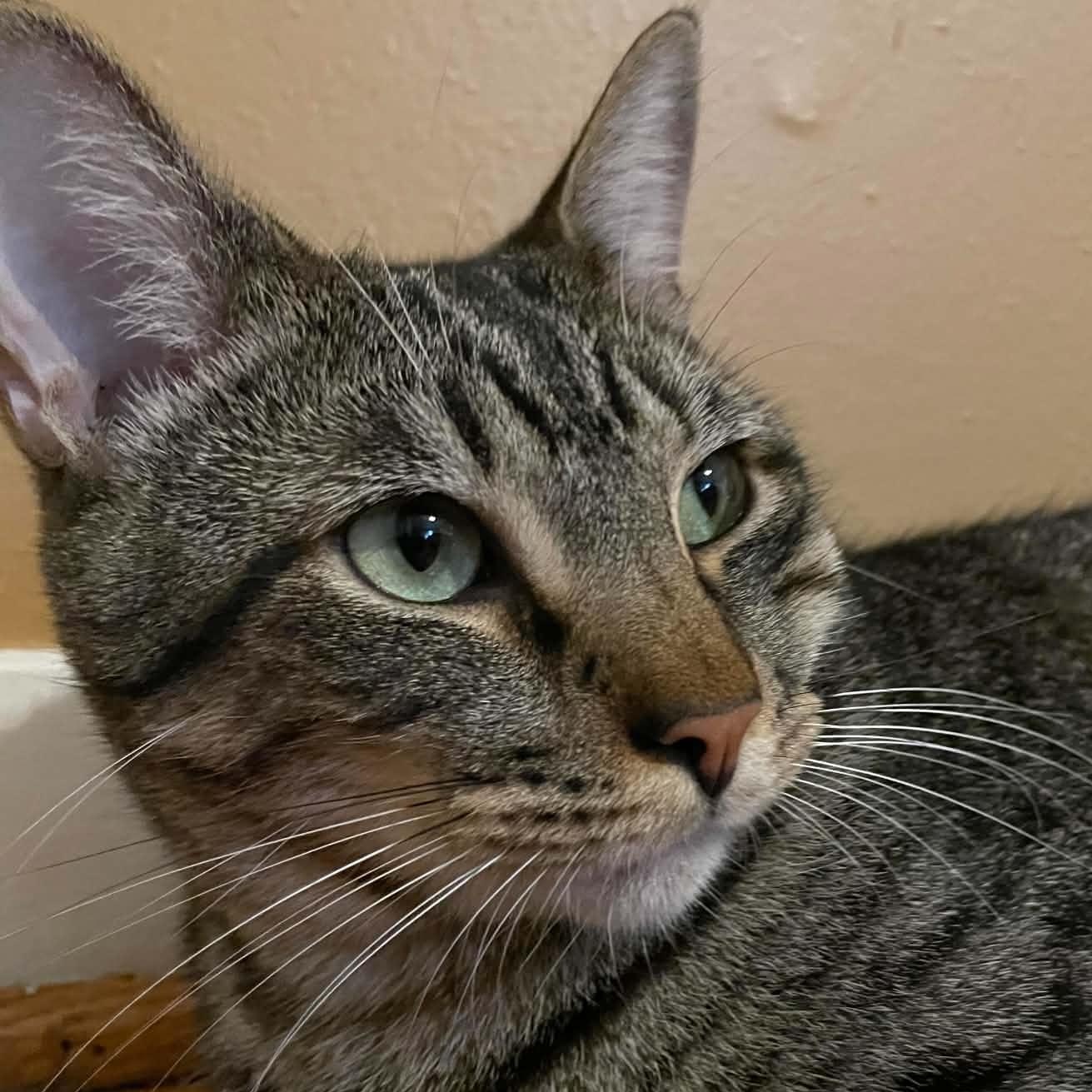 Enlarge Logan, a Adoptable Domestic Short Hair in Latham, NY image 4/6