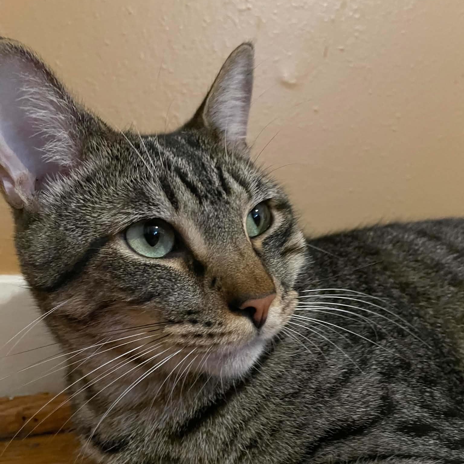 Logan, Adoptable, Young Male Domestic Short Hair.