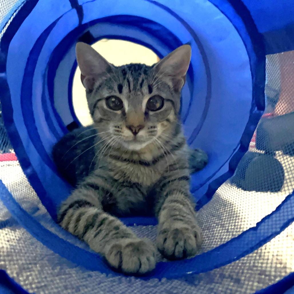 Jones, Adoptable, Young Male Domestic Short Hair.