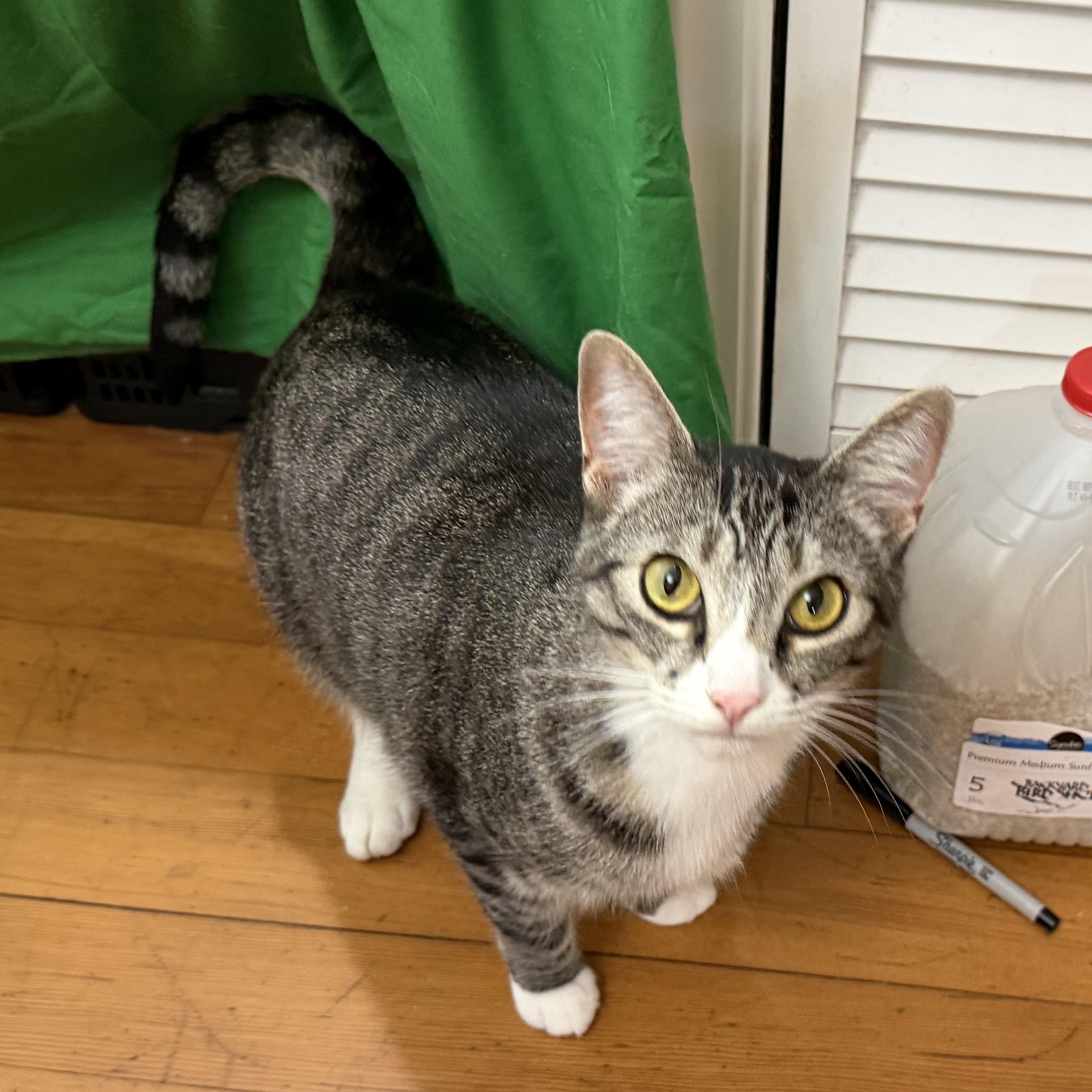 Enlarge Pixie Girl, a Adoptable mixed breed in Beaverton, OR image 5/6