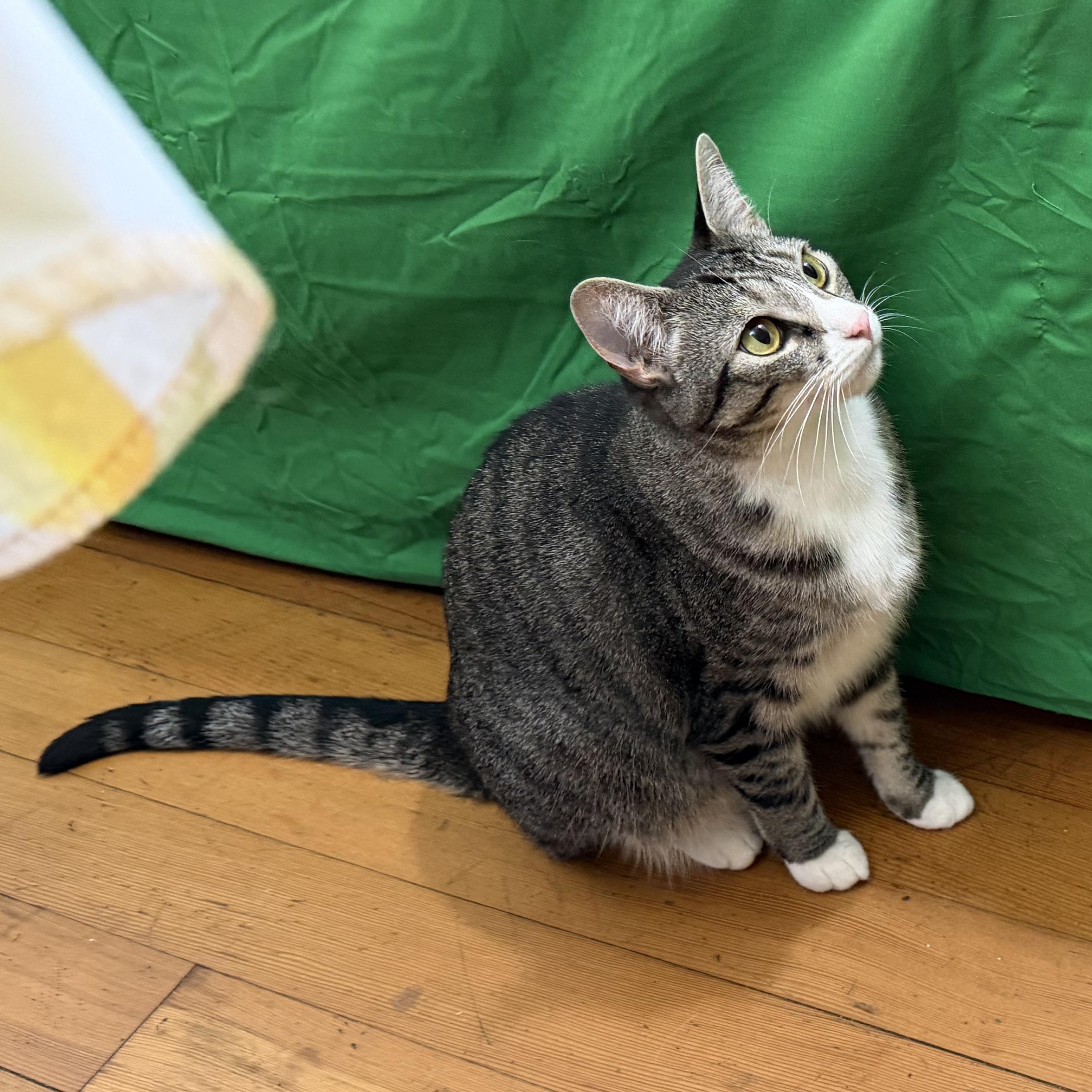 Enlarge Pixie Girl, a Adoptable mixed breed in Beaverton, OR image 4/6