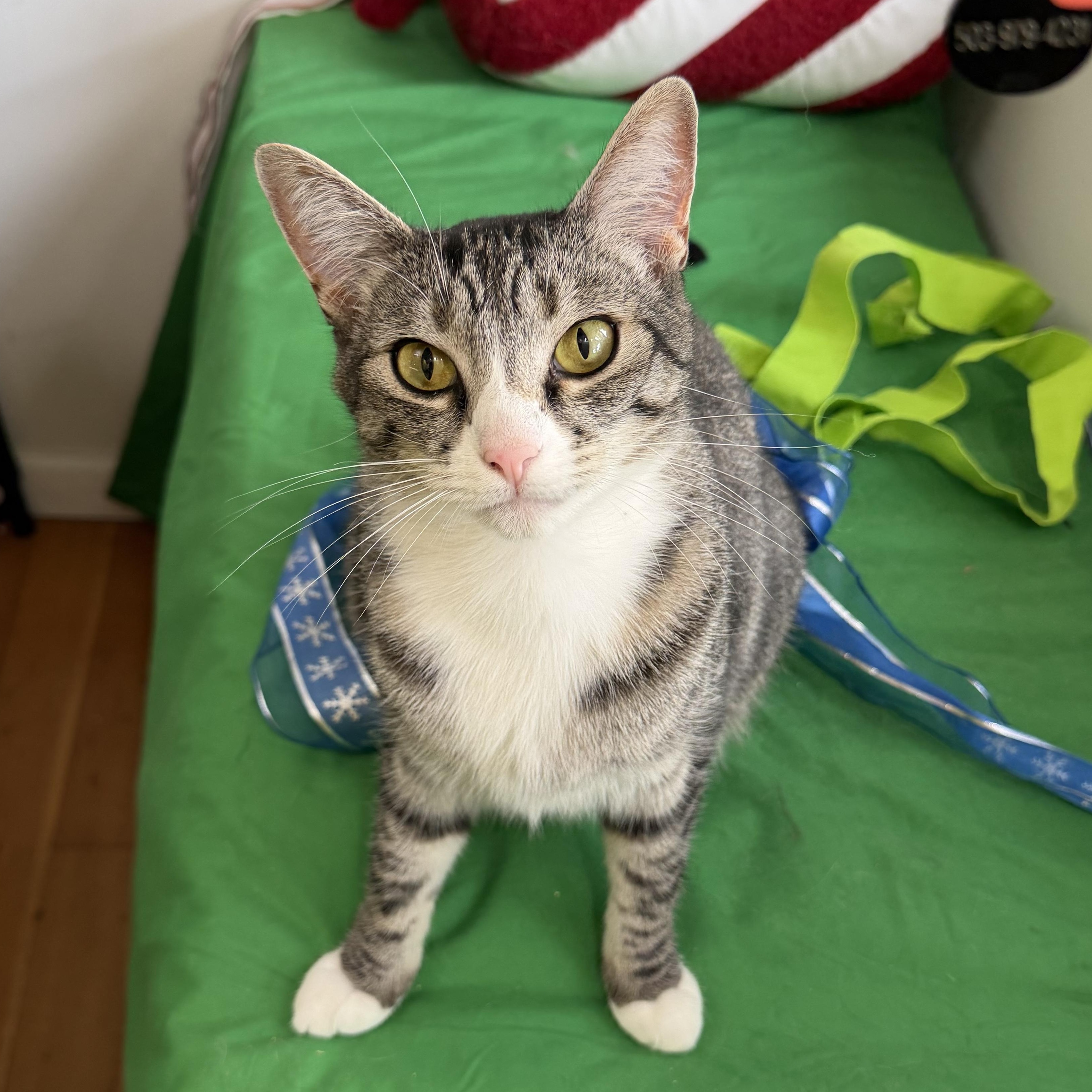 Enlarge Pixie Girl, a Adoptable mixed breed in Beaverton, OR image 1/6